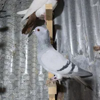 شامی طوقی ساده چپ گراف سار قعره کاکلی باکس سگ