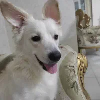 سگ گمشده|سگ|شیراز, شهرک سراج‎|دیوار