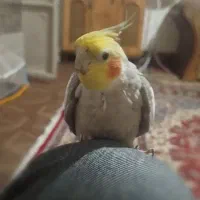عروس هلندی نر