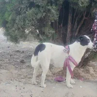 پت خونگی
