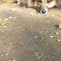 سگ پاکوتاه|سگ|لولمان, |دیوار