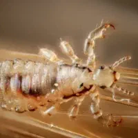 گرفتن رشک وشپش با دستگاه