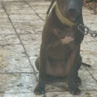 سگ پیت بول یا پیتبول