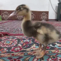 جوجه