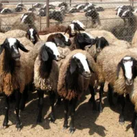 پشم گوسفند