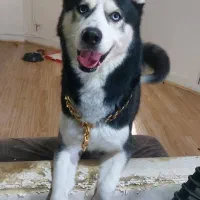 واگذاری رایگان(تماس نگیرید) هاسکی نر