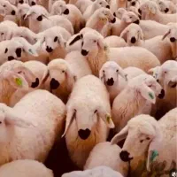 بره  زنده|حیوانات مزرعه|تهران, سید خندان (جلفا)|دیوار
