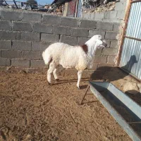 دو راس بره قوچ پلنگی و شال|حیوانات مزرعه|کوهدشت, |دیوار