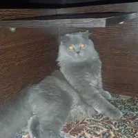 گربه اسکاتیش