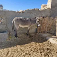 فروش الاغ|حیوانات مزرعه|ارژن, |دیوار