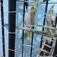 عروس هلندی|پرنده|رشت, نخودچر|دیوار