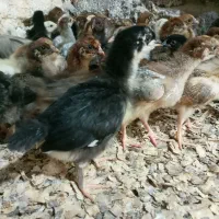 جوجه مرغ گلپایگان۲۳روزه و جوجه بیوتی بوقلمون۴روزه