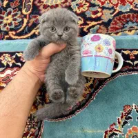 اسکاتیش وبریتیش بلو وگلد|گربه|شیراز, معالیآباد|دیوار