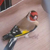 سهره خوشگل عروسک