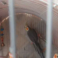 جوجه عروس