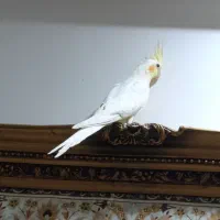 عروس هلندی لوتینو