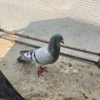 کفتر|پرنده|جم, |دیوار