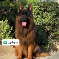 ژرمن شپرد2ماهه کینگ سایز ارجینال وارداتی فقط ۴نیم|سگ|تهران, شهرآرا|دیوار