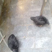 چهارتا جوجه مرغ چهار ماهه با قفس سه طبقه