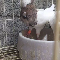 کبوتر طوقی پنج جفت|پرنده|آبپخش, |دیوار