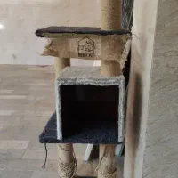 اسکچر گربه
