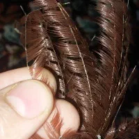 مژه ریسه ای قیمت توافقی