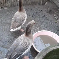 ۲ عدد غاز نر و ۳ عدد اوردک پروازی ب فروش میرسد