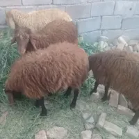 ۴عدد بره نروماده میانداب بدون لنگه|حیوانات مزرعه|تبریز, |دیوار