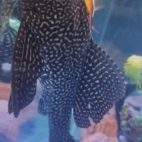 کت فیش لجن خوار اسپرت