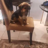 سگ پاکوتاه شیرده پیدا شده|سگ|رشت, حمیدیان|دیوار