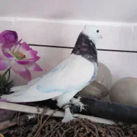 کبوتر طوقی هفت رنگ نر|پرنده|خمینی‌شهر, |دیوار