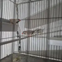 یک جفت فنچ‌کرواتی مولد