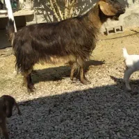 بز دو قلو زا