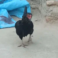 2تا مرغ خزک|حیوانات مزرعه|زابل, |دیوار