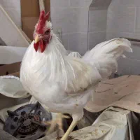 خروس بومی