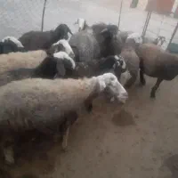 گوسفندای ابستن جوان .|حیوانات مزرعه|بزینه رود, |دیوار