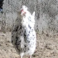 مرغ و خروس گلین|حیوانات مزرعه|جهرم, |دیوار