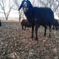 قوچ ۴ ساله اصل مینانداب