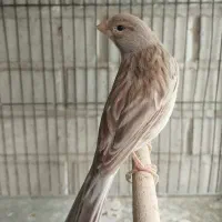 قناری|پرنده|شیراز, تندگویان|دیوار