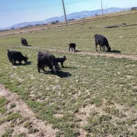 چهارراس بز وکهره