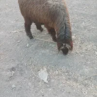 فروش بره چاق درجه تعداد ۲۸