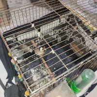 قناری نر وسقا|پرنده|کرمان, |دیوار