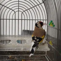 سهره نر و ماده درجه یک فروش یا معاوضه