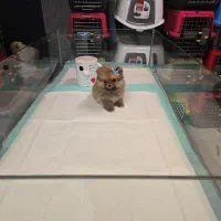 واگذاری پامرانین