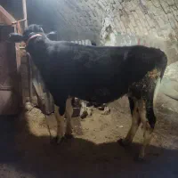گوسالع