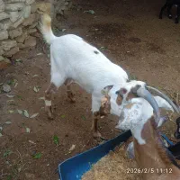 گیسه ونری|حیوانات مزرعه|قشم, |دیوار