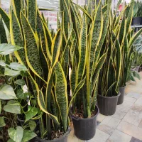 گلدان سانسوریا سایز بزرگ ابلق شامادورا پتوس شفلرا|گل و گیاه طبیعی|قم, ولیعصر|دیوار