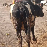 گاو چالوسی سه گوساله آورده جوان|حیوانات مزرعه|کیاشهر, |دیوار
