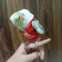 پرنده عروس هلندی