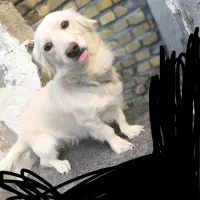 فروشی|سگ|کرمان, |دیوار